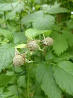 P1090964Himbeeren.webp
