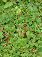 P1090961Walderdbeerbeet.webp
