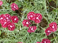 P1090990Nelken.webp