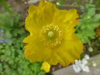 P1090988gelber Waldscheinmohn.webp