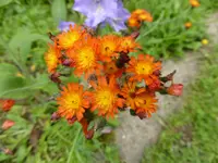 P1090986Habichtskraut.webp