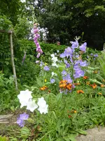 P1090985Blumenmix.webp