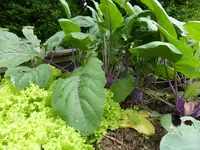 P1090956Hochbeet.webp
