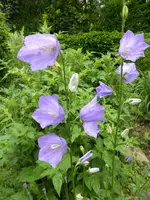 P1090992Glockenblumen.webp