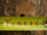 Bienenstamm lochgroße (3).webp