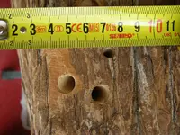 Bienenstamm lochgroße (5).webp