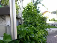 Efeu_09_06_2018 (2).webp