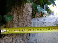 Efeu_09_06_2018 (4).webp