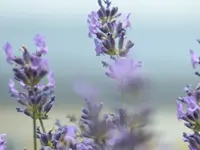 Lavendel.JPG