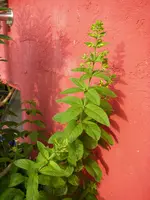 Blume_garage (5).webp