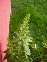 Blume_garage (4).webp