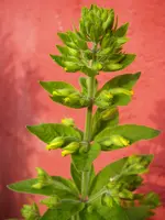 Blume_garage (1).webp
