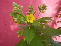 Blume_garage (3).webp