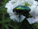 DSCF1259.jpg