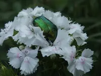 DSCF1253.webp