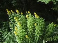 BILD9796.webp