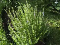 BILD9817.webp