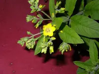 P1010069.JPG