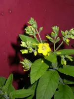 Nachtkerze_Frage (1).webp