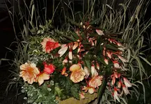 2018fürFrauSpatz.webp