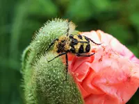 DSCF1278 (2).webp