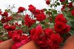 Rose Heinfels1216.jpg