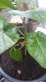 Baum-Tomate1.webp