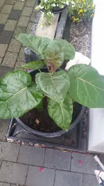 Baum-Tomate3.webp