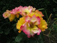 IMG_6220.webp