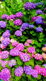 garten-100618-2.jpg