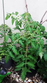 garten-100618-3.webp