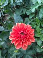 2018-06-07 noordwijks glorie 1.webp