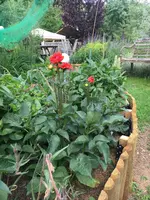 2018-06-07 noordwijks glorie 3.webp