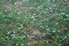 Garten Juni 28.jpg