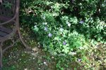 Garten Juni 32.jpg