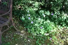 Garten Juni 32.webp