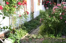 Garten Juni 25.webp