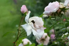 Garten Juni 26.jpg