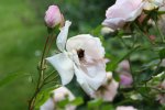Garten Juni 27.jpg