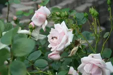 Garten Juni 33.webp