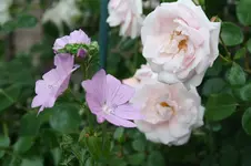 Garten Juni 23.webp