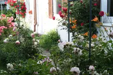 Garten Juni 30.jpg