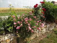DSC03139.webp