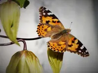 DSCF1316 (2).webp