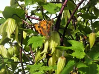 DSCF1310 (2).webp