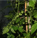 Wild Mitte.webp