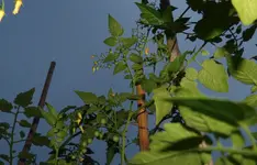 Wild oben.jpg