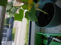 20180611_143733.webp