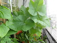 c022.webp