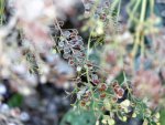 Alyssum.jpg